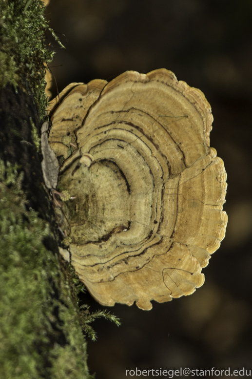 fungus